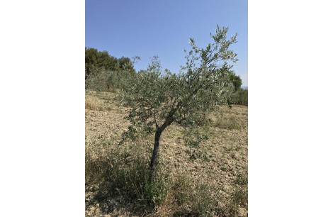 Moraiolo 58