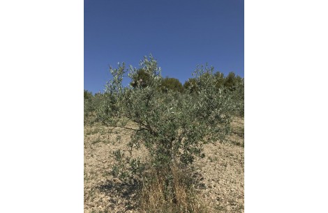 Moraiolo 59