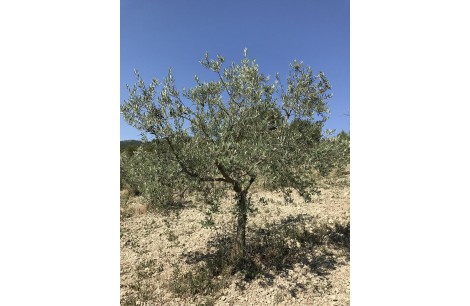 Moraiolo 61