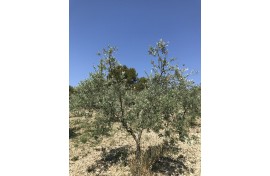 Moraiolo 65
