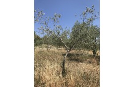 Moraiolo 103