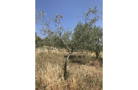 Moraiolo 103