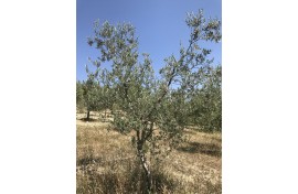 Moraiolo 106