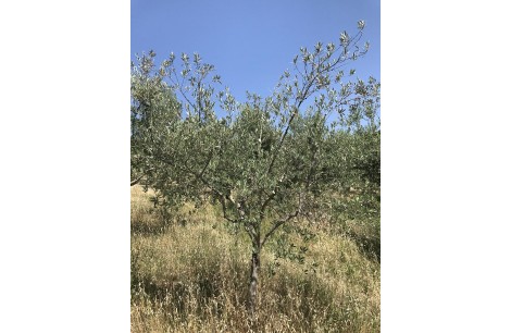 Moraiolo 115
