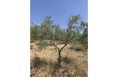 Moraiolo 121