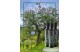Decennial olive tree