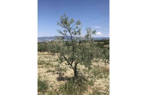 Moraiolo 42