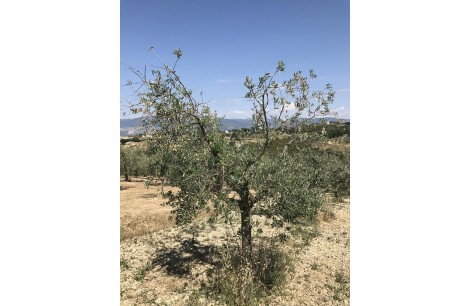 Moraiolo 44