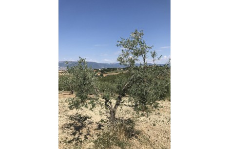 Moraiolo 46