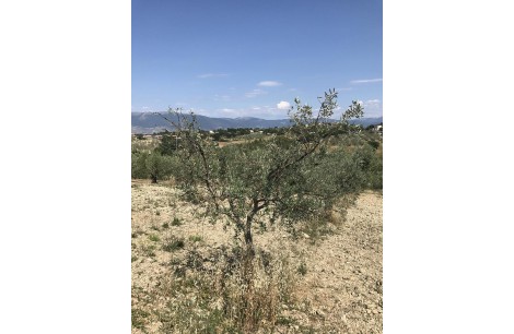 Moraiolo 47