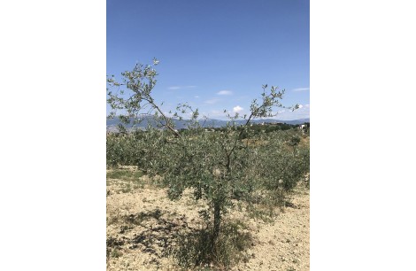 Moraiolo 51